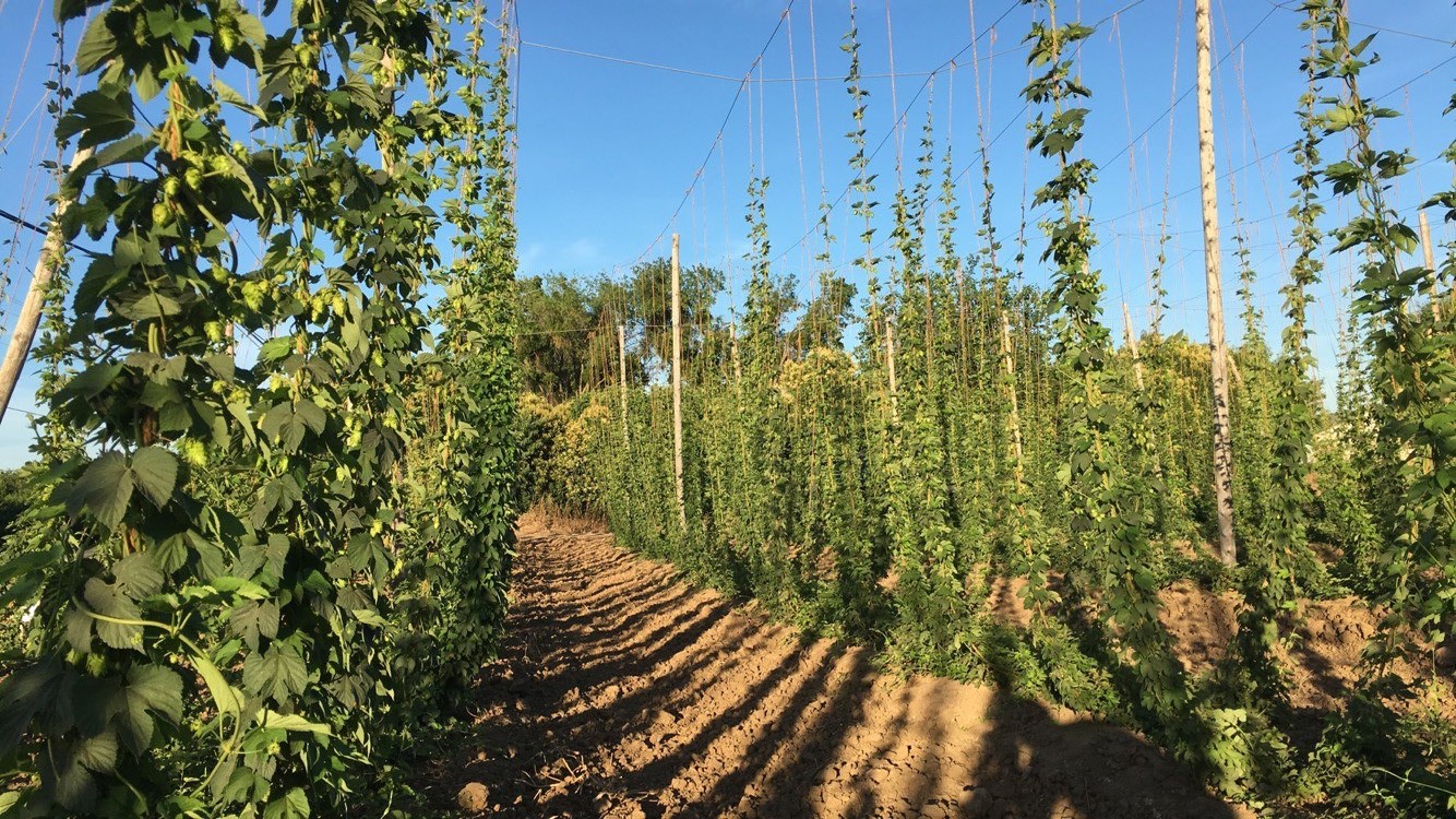 The California Hop Harvest and Fresh Hop Beer
